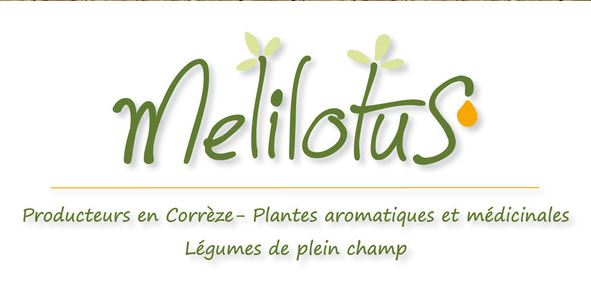 Melilotus
